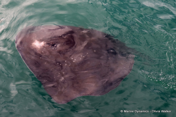 short-tail stingray, South Africa